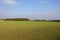 Woodland copse and turbine