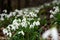 A woodland covered with flowering snowdrops. Welford Park, near Newbury, Berkshire