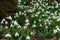 A woodland covered with flowering snowdrops. Welford Park, near Newbury, Berkshire