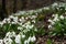 A woodland covered with flowering snowdrops. Welford Park, near Newbury, Berkshire