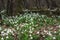 A woodland covered with flowering snowdrops. Welford Park, near Newbury, Berkshire