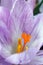 Woodland crocus flower