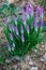 Woodland crocus flowers