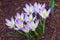 Woodland crocus flowers