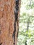 Woodland evergreen tree bark background