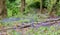 Woodland with fallen trees and bluebells