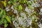 Woodland Fern, Lichen and Green Moss Background