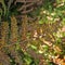 Woodland fern turning brown with a sunlit forest blurred background