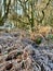 Woodland ferns covered in frost