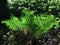 Woodland ferns in sunlight