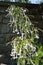 Woodland Flowering Tobacco tall plant in garden