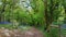 Woodland Footpath Dartmoor , Devon Uk