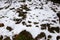 Woodland and forest ground covered with layer of snow. close up. Part of winter snow in field. White snow background.