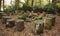 Woodland forest tree trunks seating