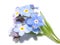 Woodland forget-me-not isolated blue flowers