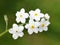 Woodland Forget-me-not Myosotis sylvatica white flowers