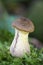 Woodland fungi mushroom