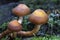 Woodland fungi mushrooms