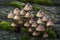 Woodland fungi mushrooms
