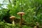 Woodland fungus