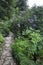 Woodland garden with Hydrangeas