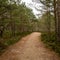 Woodland Gateway: A Dirt Path Through the Forest Opening to the Sea\\\'s Embrace