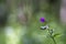 Woodland geranium Geranium sylvaticum, wood cranesbill