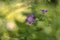 Woodland geranium Geranium sylvaticum, wood cranesbill