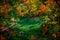 Woodland glade autumn change abstract background.