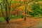 A woodland glade in autumn with a vibrant carpet of leaves