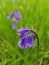 Woodland glade with Spring Bluebell flowers.