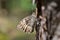 Woodland grayling Hipparchia fagi / GroÃŸer Waldportier