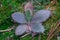 Woodland ground chunky plant in green moss