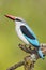 Woodland Kingfisher