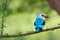 Woodland kingfisher