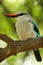 Woodland Kingfisher