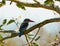 Woodland kingfisher