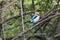 Woodland kingfisher