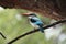 Woodland Kingfisher