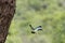 Woodland kingfisher flying away form his nest