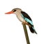 Woodland Kingfisher - Halcyon senegalensis