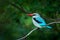 Woodland kingfisher, Halcyon senegalensis, detail of exotic African bird sitting on the branch in the green nature habitat, Moremi