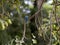 Woodland kingfisher, Halcyon senegalensis, disappearing in stand, Lake Awassa, Ethiopia