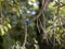 Woodland kingfisher, Halcyon senegalensis, disappearing in stand, Lake Awassa, Ethiopia