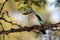 The woodland kingfisher Halcyon senegalensis sitting on a twig acacia. A blue African savanna kingfisher sitting on a branch