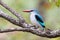 Woodland kingfisher perching with bright blue feathers on branch