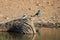 Woodland kingfisher sitting on stump in water