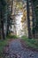 Woodland lane through the colorful autumn forest