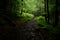 Woodland light and shadow. A glimpse of sunlight in the twilight of the forest