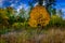 Woodland meadow autumn change abstract background.